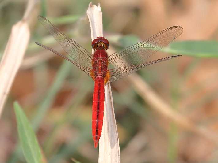 J01_1766 Crocothemis servilia male.JPG